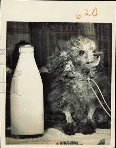 1961 press photo - press, pretty