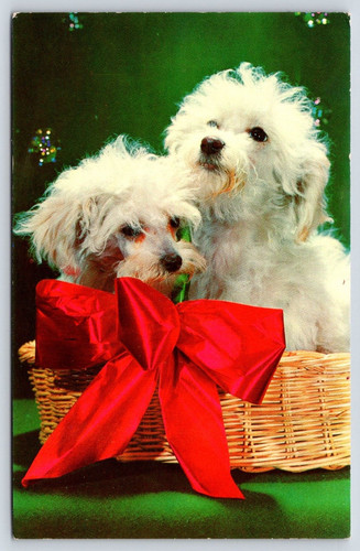 Toy poodles vintage postcard - vintage,