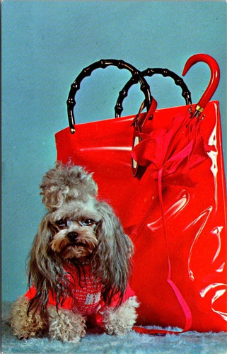 Postcard pure bred toy poodle - postcard,