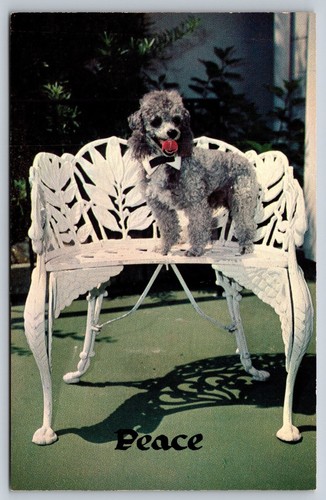 Toy poodle bow tie peace - toy,
