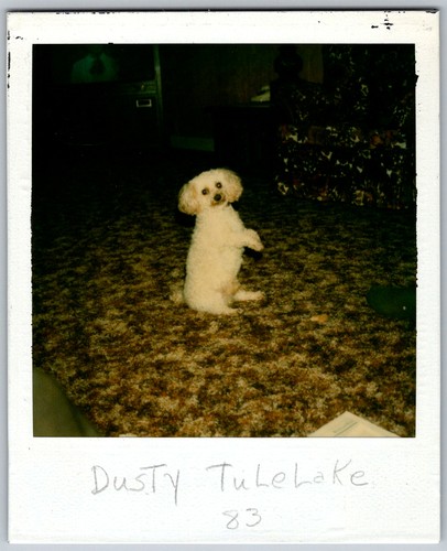 Vtg polaroid snapshot - polaroid,