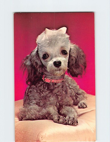 Postcard cute toy poodle - postcard,