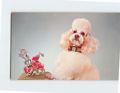 Postcard cute toy - cute, poodle