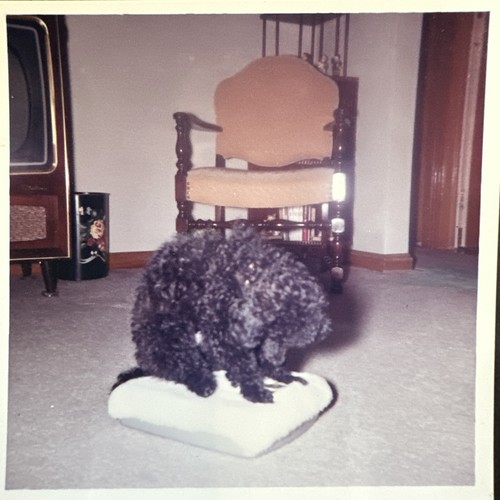 Black toy poodle small - black,