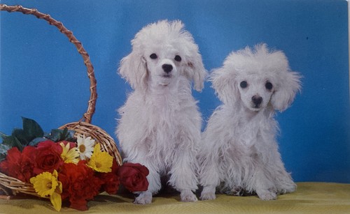 White toy poodle vintage - toy,
