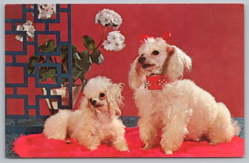 1979 poodles postcard purebred - poodles,