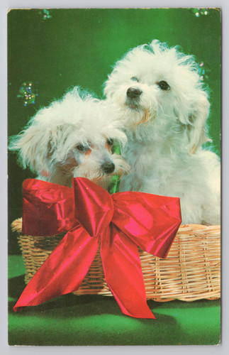 Toy poodle puppies christmas - toy, puppies,
