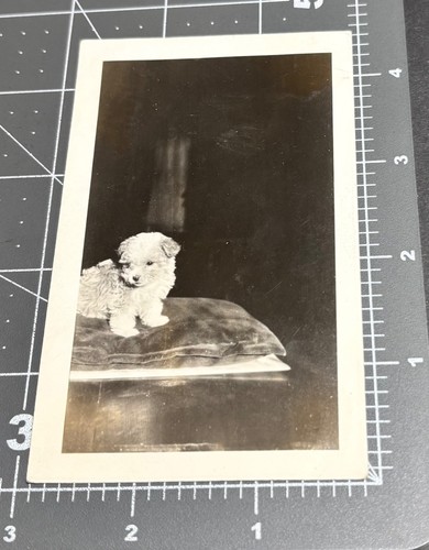 1920s toy poodle brownie - 1920s,