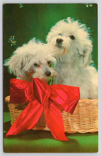 Postcard christmas toy poodles - christmas,