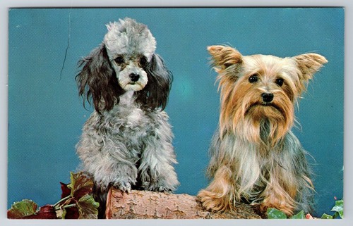 Toy poodle and - poodle,