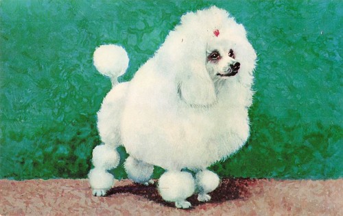 Toy poodle postcard national - toy,
