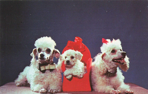 Postcard dog toy french - toy,