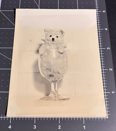 1930s toy poodle dog pet - pet, in