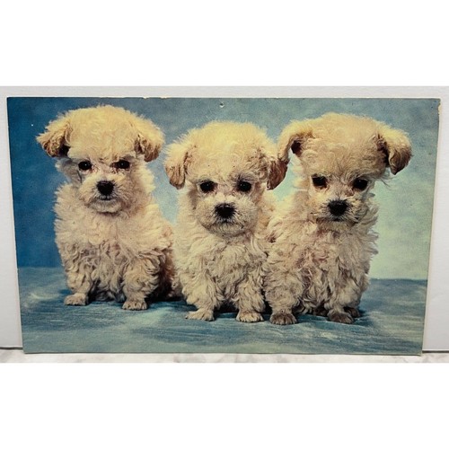 Puppy dogs postcard toy - dogs, poodle