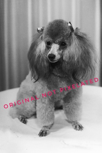 Vintage old 1950 photo - vintage,