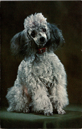 Postcard gray poodle toy - gray,