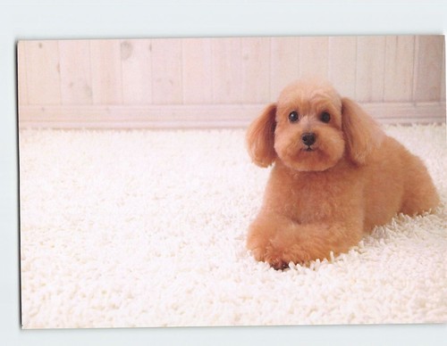 Postcard cute toy - postcard,