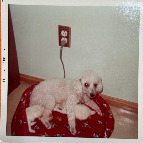 Toy poodle mom with - poodle, her