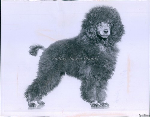 1959 toy poodle peu dels - poodle,