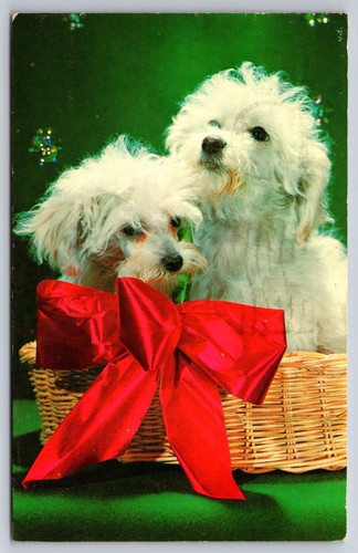 Vtg postcard cute toy poodles - postcard,