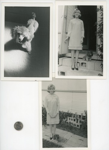 Vintage 1950 dog - (3),