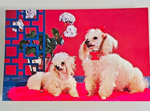 Vintage toy poodles - toy, dog