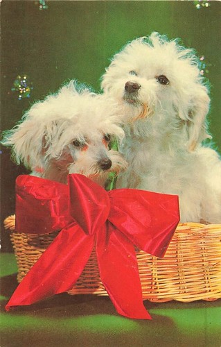 Postcard toy poodle puppies - postcard,
