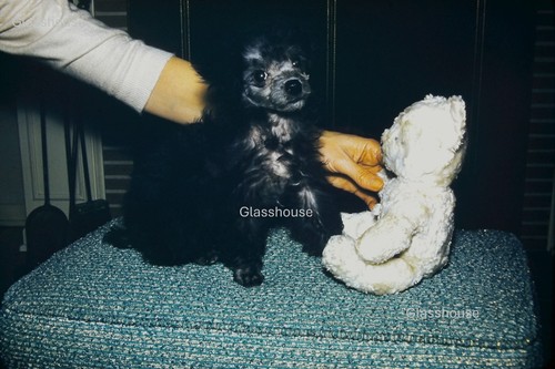 Black toy poodle with their - with,