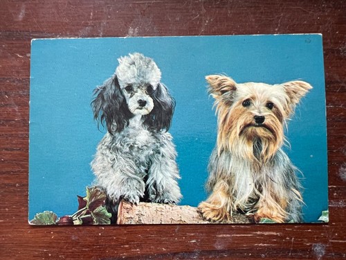 Toy poodle yorkshire terrier - poodle, &