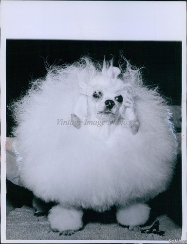 1961 photo toy - photo, poodle