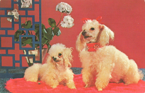 Postcard purebred toy poodles - purebred,