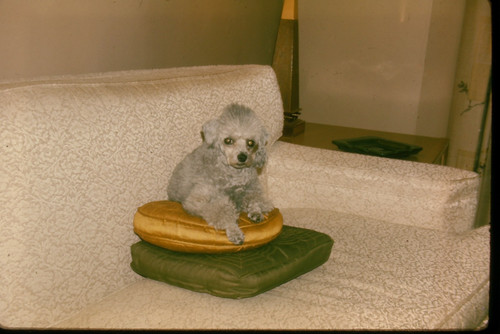 Vtg 1966 35mm slide - vtg, toy