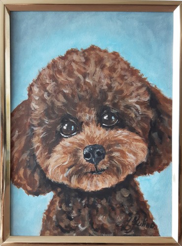 Toy poodle original - toy,