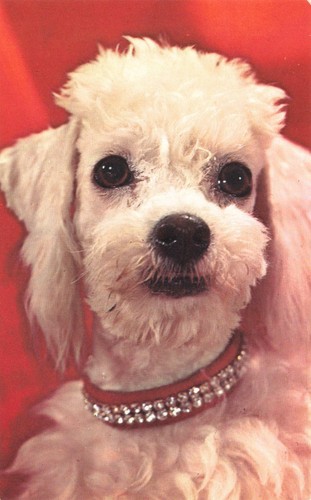 Postcard dog popukar poodle - dog, poodle"