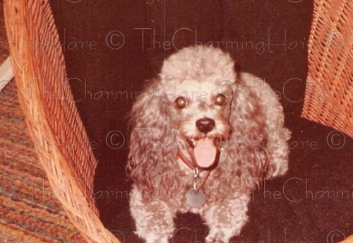 Vintage photo toy - vintage, poodle