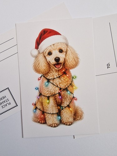 Toy poodle cream cavapoo - toy,
