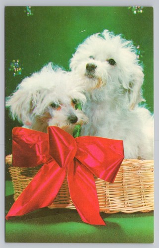 Toy poodles basket with - with, big