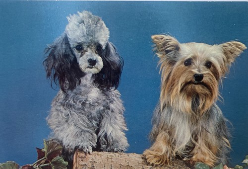 Toy poodle yorkshire - &,