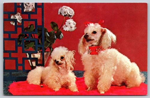 Purebred toy poodles - poodles, white