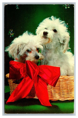 Toy poodles postcard posted - toy,