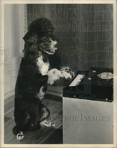 1966 press photo toy - press, poodle