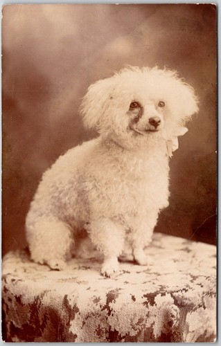 Postcard studio pet portrait - studio,