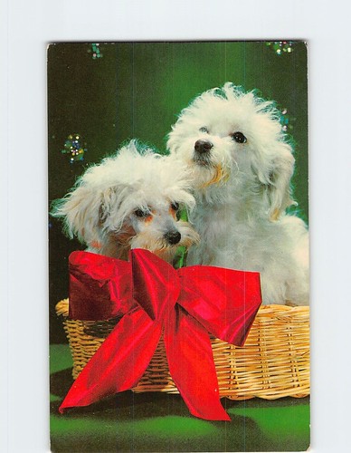 Postcard toy poodles - toy, on
