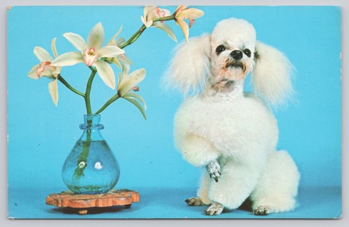 Vintage photochrome pure - vintage, pure-bred