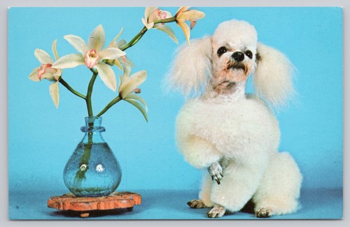 Vintage toy poodle - vintage,