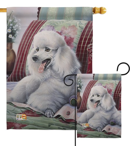 Poodle pets dog - poodle,