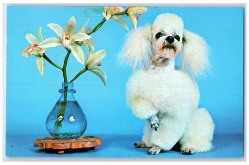 C1950 pure bred toy poodle - c1950's,
